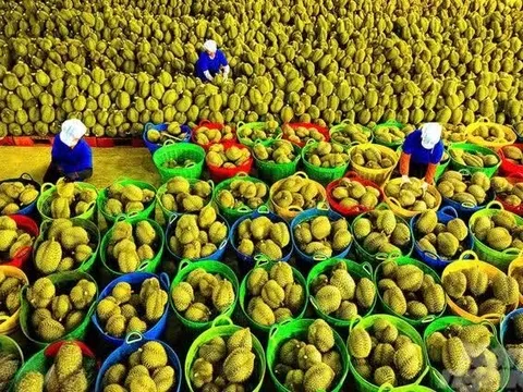 Rau quả Việt xuất sang Mỹ thu về hơn 300 triệu USD