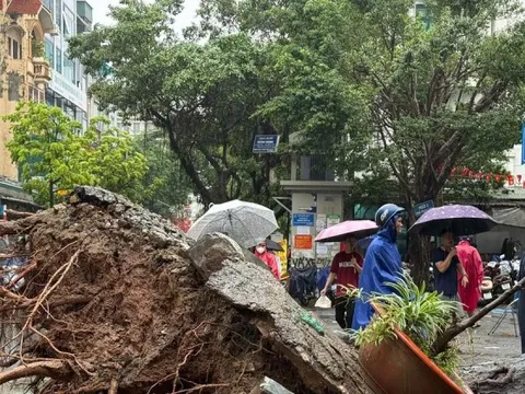 Hà Nội: Cây xà cừ cổ thụ đổ đè bẹp 2 ô tô trên phố Trung Kính