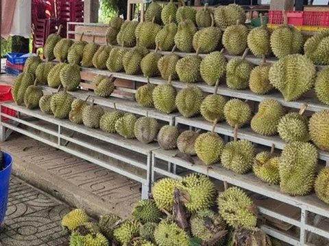 Giá sầu riêng tăng nóng, vì sao nông dân vẫn than khó xuất khẩu?