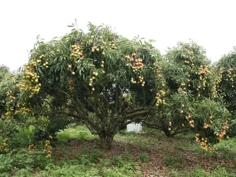 Đặc sản Việt Nam ghi nhận kỷ lục chưa từng có, vừa hết vụ đã có đối tác lớn từ Mỹ đặt hàng cho năm sau