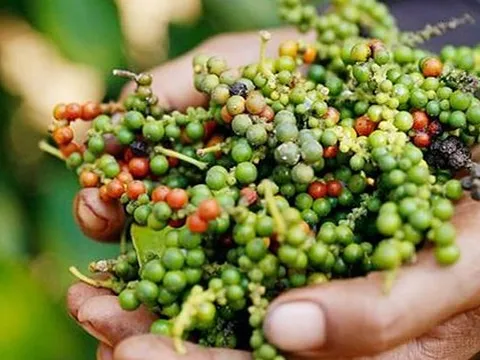 Giá tiêu 28/8: Tiêu nội địa liên tục tăng mạnh