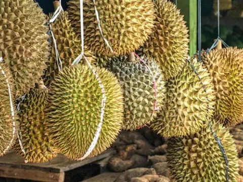 Một đối thủ sầu riêng của Việt Nam vừa bắt tay Trung Quốc thành lập liên doanh sầu riêng triệu đô: Sắp có 9 kho lạnh công suất 100.000 tấn, sở hữu đội container khủng