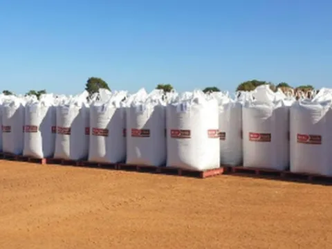 Thêm một cứu tinh từ Campuchia đổ bộ giúp Việt Nam xuất khẩu bỏ xa thế giới: Nước ta sở hữu hơn 100.000 ha, thế giới đang ngày càng khan hiếm