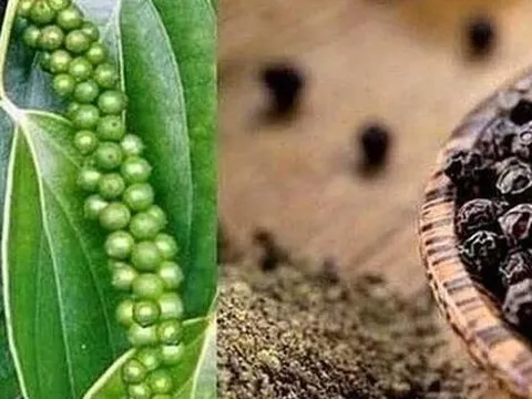 Giá hồ tiêu hôm nay tăng mạnh, chạm mốc 153.000 đồng/kg