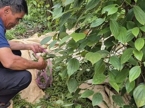 Giá tiêu hôm nay 31-8: Những yếu tố đẩy giá