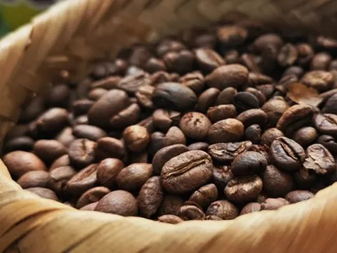 Giá cà phê hôm nay 1-9: Sốt hơn vàng, tăng tiếp hay không?