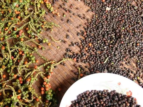 Giá tiêu ngày 1/9 bình ổn, nguồn cung tiếp tục gặp áp lực