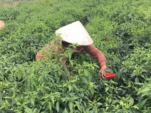 Không phải sầu riêng, một loại quả của Việt Nam được Mỹ, Lào đua nhau săn lùng: Thu hơn 140 tỷ kể từ đầu năm, được mệnh danh ‘một vốn mười lời’