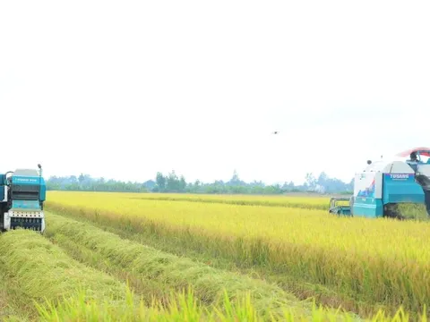 'Bài học xương máu' nhìn từ vụ kiện gạo Việt Nam ngon nhất thế giới