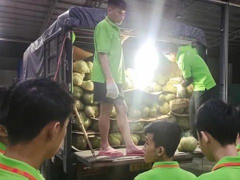 Các vựa sầu riêng thu mua xuyên lễ 2-9