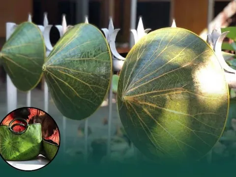 Từng chỉ để gói xôi, loại lá phế phẩm nay hóa thành túi xách, nón lá vươn ra quốc tế