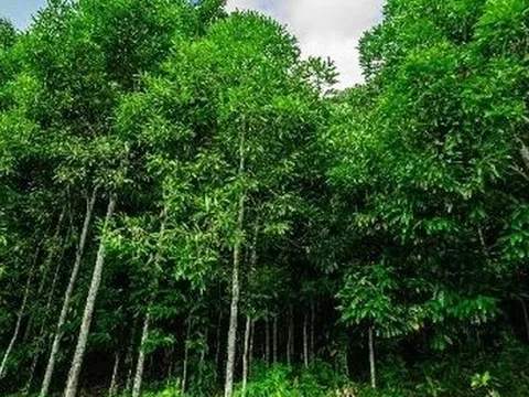 'Cây kim tiền' từ Mỹ, Thái Lan đổ bộ giúp Việt Nam xuất khẩu đứng thứ 5 thế giới: Thuế nhập khẩu 0%, hơn một nửa thế giới đang mua hàng của nước ta