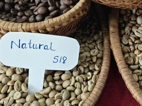 Giá cà phê hôm nay 3-9: Giảm khủng khiếp