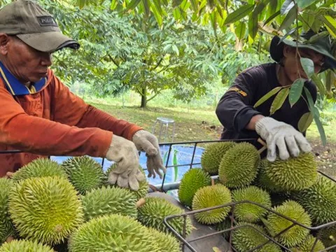 Sầu riêng tăng giá, xuất khẩu rau quả hồi phục