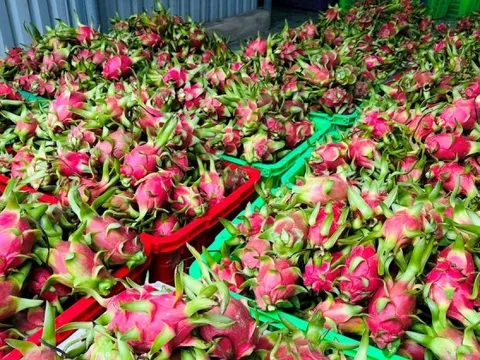 Đằng sau việc thanh long Việt Nam phụ thuộc một thị trường