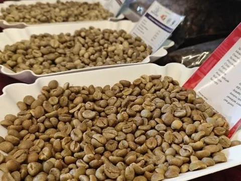 Giá cà phê hôm nay 4-9: Tăng lại, Mexico tăng nhập cà phê Việt 90 lần!