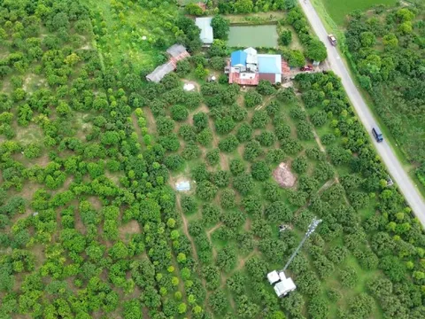 'Cây làm giàu' là cây gì mà bao phủ cả một xã ở Phú Thọ?