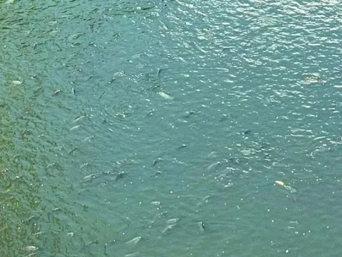 Bắt đầu dẫn nước từ hồ Tây, cá bơi tung tăng trên sông Tô Lịch