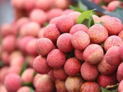 Xuất khẩu vải thiều thắng lớn