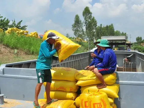 Thương nhân xuất khẩu gạo 'khát' vốn