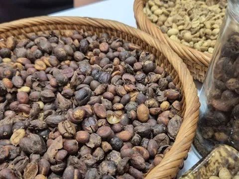 Giá cà phê hôm nay 10-9: Giảm, khối ngoại lấn át thị phần