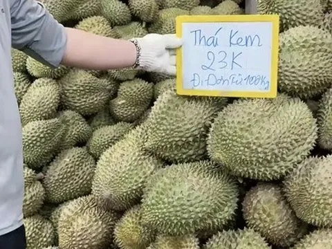 Giá sầu riêng rớt mạnh, nhà vườn tiếc hùi hụi vì không bán sớm