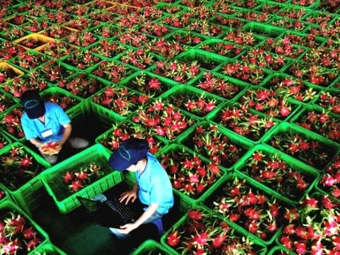 Việt Nam bán 1 loại quả thu hàng trăm triệu USD, vì sao "qua tay" Hàn, Nhật giá trị tăng 5-7 lần?