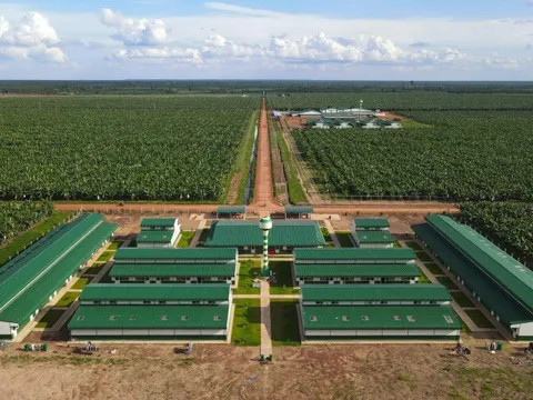 Thaco Agri báo lãi sụt giảm, nợ vay tăng vọt