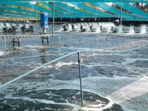 Trung Quốc liên tục săn lùng 'kho báu' dưới nước của Việt Nam: Nước ta là trùm đứng thứ 2 thế giới, sở hữu công nghệ chế biến hiện đại đứng top toàn cầu