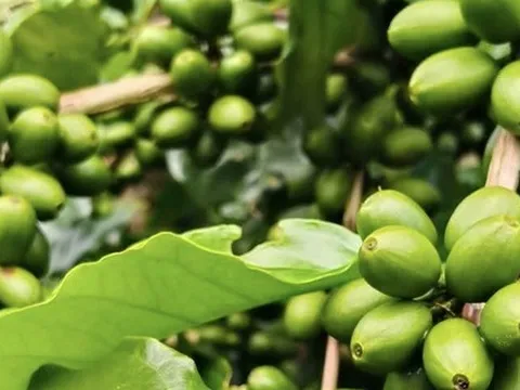 Giá cà phê hôm nay 11-9: Tăng mạnh và lợi thế mới của cà phê Việt