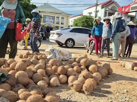 Nông dân trồng dừa trúng lớn