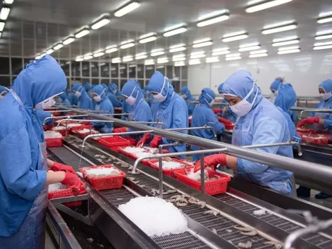 "Đại gia" tôm báo doanh thu tháng 8 tăng 32%, cao nhất kể từ đầu năm, cẩn thận trích lập gần 100 tỷ cho 3 loại thuế mới tại thị trường Mỹ