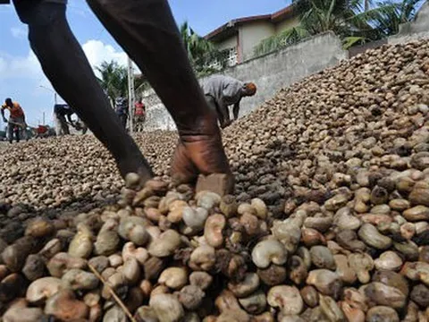 Campuchia nuôi tham vọng soán ngôi ‘ông trùm’ của Việt Nam ở mặt hàng tỷ đô: có diện tích trồng gần 700.000 ha, xuất khẩu hàng trăm tấn từ Á sang Âu