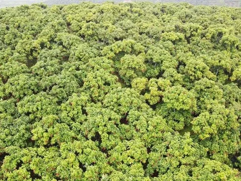 Đặc sản của VN đạt doanh thu kỷ lục, bay thẳng sang Nhật Bản, Mỹ, Canada, Úc, EU giá tăng gấp hơn 15 lần