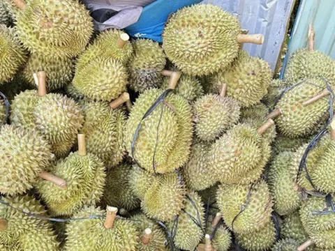 Sầu riêng sượng nước rớt giá mạnh, khắc phục được không?