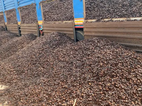 Từng bị coi là rác, một loại vỏ hạt của Việt Nam nay được thế giới săn đón, hóa ‘mỏ vàng’ trăm triệu USD