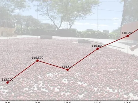 Giá cà phê hôm nay 14-9: Chốt tuần tăng, nhà vườn xả kho chuẩn bị vụ mới
