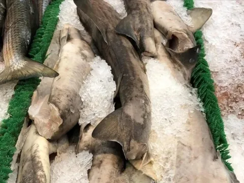 Bất ngờ thịt loài cá mập cực kỳ nguy hiểm xuất hiện trên kệ siêu thị