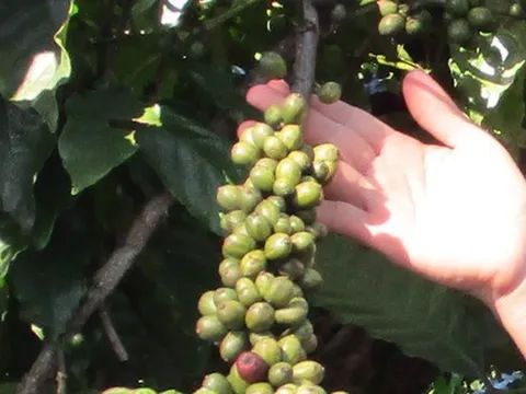 Giá cà phê hôm nay 15-9: Đầu tuần có tăng tiếp?