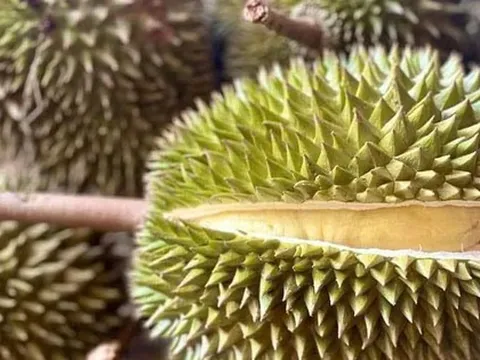 Trung Quốc tiếp tục tăng kiểm tra an toàn thực phẩm, nhất là sầu riêng