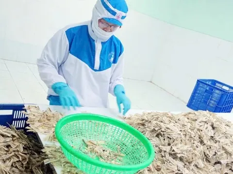 Biến phế phẩm thủy sản thành tài nguyên tỷ đô