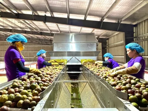 Từ phụ phẩm bỏ đi thành “mỏ vàng tím” đầy tiềm năng: Chỉ tận dụng 10% cũng có thể kiếm hàng chục triệu đô