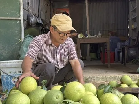 Đặc sản ‘tiến vua’ được mùa, được giá, người dân đếm cây thu tiền triệu mỗi ngày