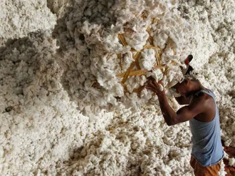 Xuất khẩu sang Trung Quốc trượt dốc 90%, Mỹ ồ ạt đưa một mặt hàng vào Việt Nam với giá siêu rẻ, nước ta tiêu thụ 1,5 triệu tấn/năm