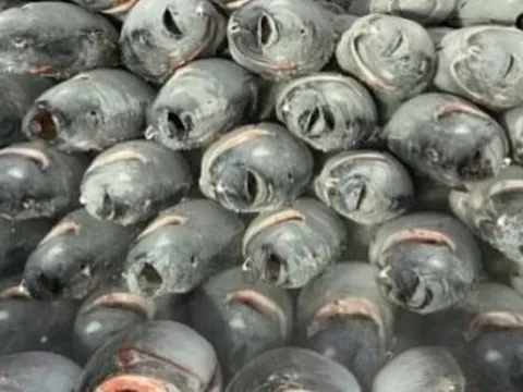 Một mặt hàng gần tỷ USD của Việt Nam chinh phục hơn 110 nước đang “gặp khó”, Thủ tướng vừa chỉ đạo gì?