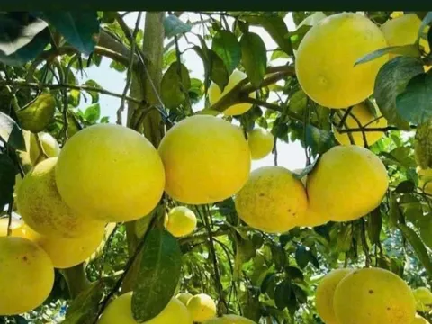 'Đệ nhất danh quả' vào vụ thu hoạch