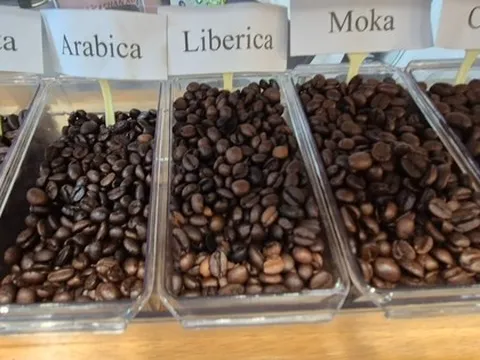 Giá cà phê hôm nay 17-9: Giảm nhẹ, cà phê Brazil khó sang Mỹ, đổ sang EU