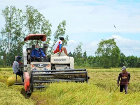 Vì sao giá lúa ở An Giang giảm mà bà con lại vui?