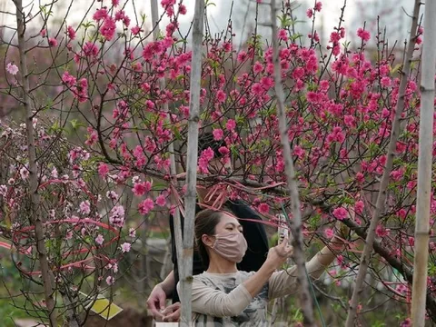 Tết Nguyên đán 2026 được nghỉ bao nhiêu ngày?