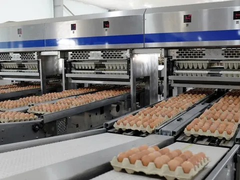 Nông nghiệp Hòa Phát dự kiến niêm yết trên sàn HoSE vào tháng 12/2025